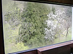 窓の風景「山桜」